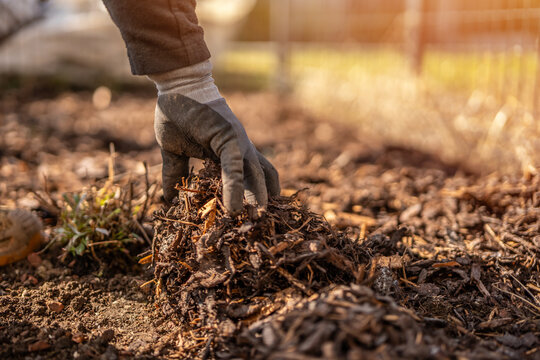 A gardener is spreading bark mulch over a new planting of plants. Mulching a flower bed with bark.