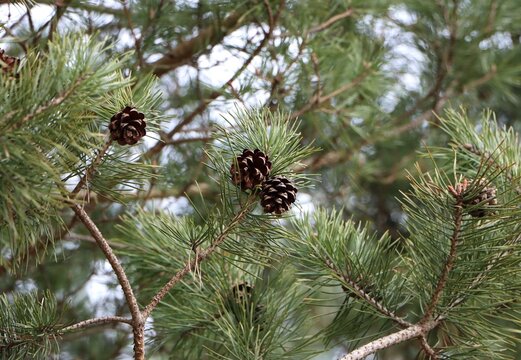 Scots pine (Pinus sylvestris) with cones