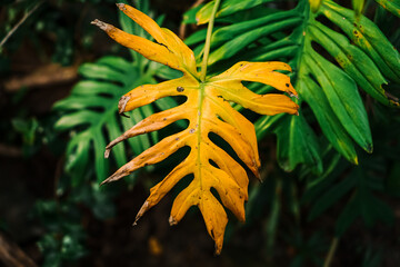 Yellowing Philodendron leaf in a tropical garden. © ANTOSYS