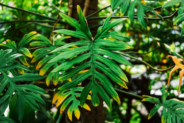 Close up of a large green Philodendron leaf. © ANTOSYS