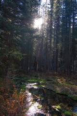Obraz premium Sunlight filters through tall pine trees in a forest. Small stream flows over rocks covered with moss. Autumn-colored grasses grow along the water's edge. The scene is peaceful and natural