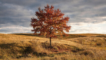 Fototapeta premium Vibrant autumn deciduous tree stands solitary on a rolling hill adorned with dry golden grass under a dramatic overcast sky at sunset, showcasing seasonal beauty