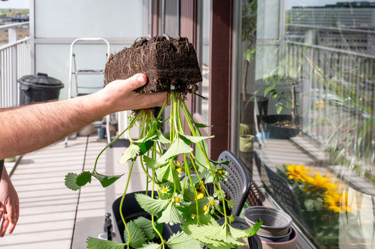 Balcony transplant with root ball, hands lifting strawberry seedling from nursery container, soil clinging to roots, bright sunlight
