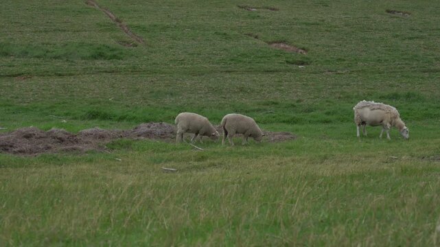 Sheep Grazing on Salt Marsh Pasture near Ribe, Southern Denmark