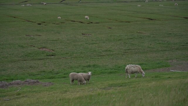 Flock of Sheep Grazing on Green Salt Marshes near Ribe, Denmark