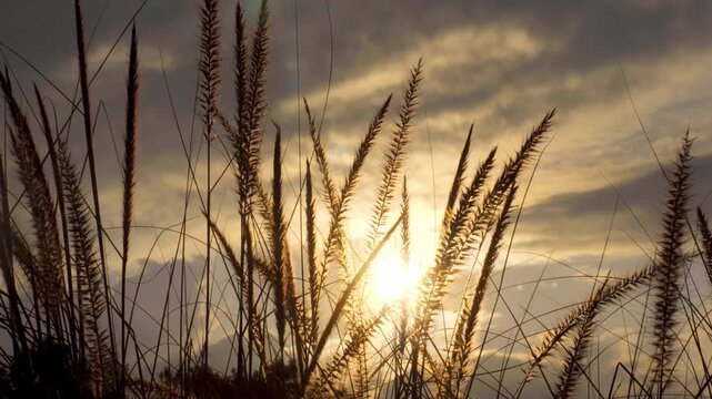 Wild Grasses and Reeds Swaying Gently in Golden Sunset Light