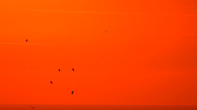 Sunset birds silhouettes flock flying in vibrant orange red sky abstract background during magic hour over the vast horizon