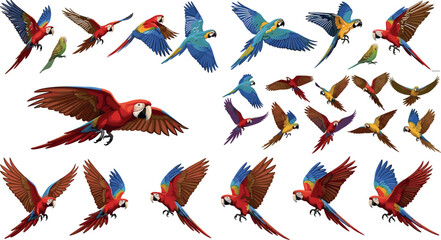 Flying parrot macaw set colorful tropical birds in motion vector illustration collection exotic avian wings spread isolated design pack © Auwal