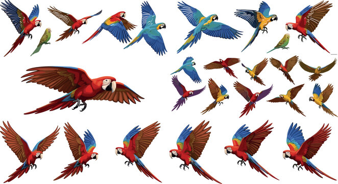 Flying parrot macaw set colorful tropical birds in motion vector illustration collection exotic avian wings spread isolated design pack