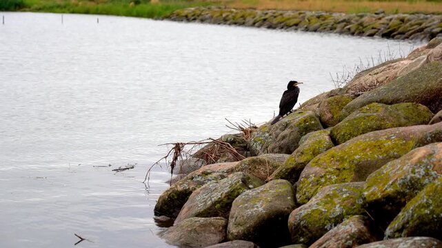 Great Cormorant Perched on Mossy Rocks by Waterway in Ribe, Denmark