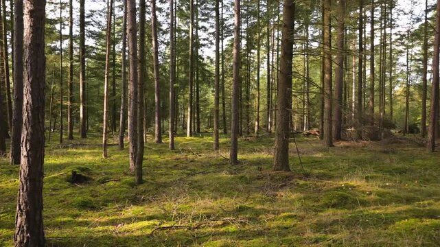 A peaceful view of a coniferous forest with tall pine trees and moss-covered ground. Slow motion HD footage