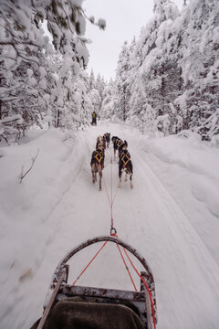 Journey through the serene winter landscape of Akaslompolo, where a team of energetic sled dogs navigates snowy trails. Embrace the beauty of Lapland while enjoying this thrilling activity.