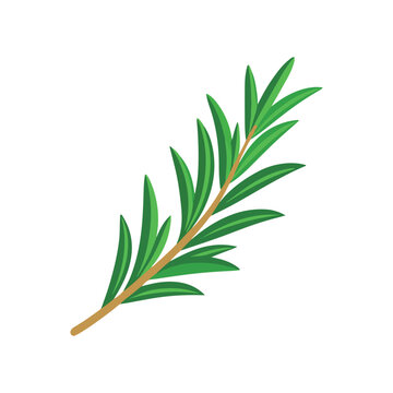 Illustration of a green leafy branch with long thin leaves on a white background  isolated plant