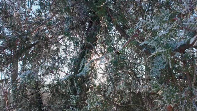 Bright sun rays penetrate dense thickets of evergreen cypress covered in hoarfrost, backlit by sunlight, camera pans upward. Natural winter scene frosty conifer arborvitae tree on sunny day.