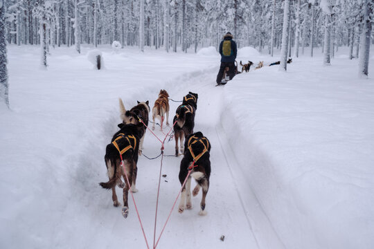 Thrilling dog sledding journey through the enchanting winter landscape of Akaslompolo in Lapland, Finland. A team of enthusiastic sled dogs pulls a musher through the pristine snow-covered forest.