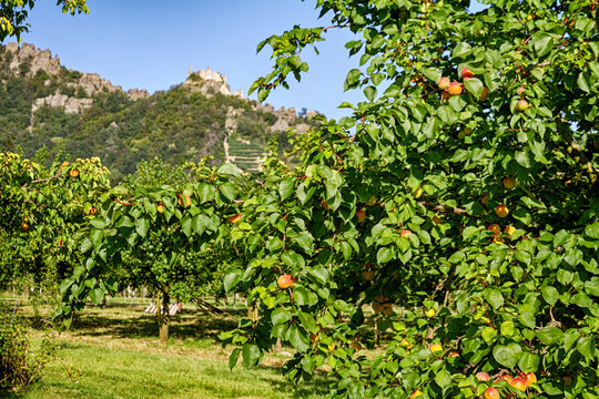 Sunny apricot orchard with ripe fruit among green leaves, set against rocky hills  in a rural summer landscape, Durnstein, Austria.