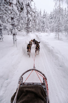 Explore the serene beauty of Akaslompolo, Lapland, as a team of eager sled dogs glides through fresh, powdery snow under a pale winter sky. Feel the excitement of this unique adventure.