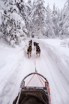 Glide through the enchanting winter landscape of Akaslompolo, where a team of eager sled dogs leads the way along a snowy trail. Breathe in the crisp, fresh air and embrace the magic of Lapland.