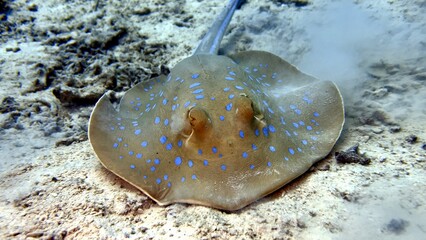 fish on the beach