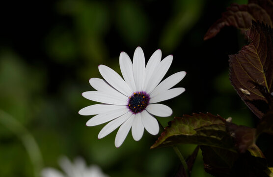Fleur d'imorphotheca dans un jardin en Bretagne