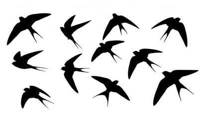 Swallow bird silhouette set in flying poses with wings spread isolated on white background minimalist vector collection © Md Humaun