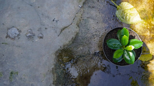 Young Ficus Microcarpa Plant in Black Pot with Rain Droplets on Concrete Surface