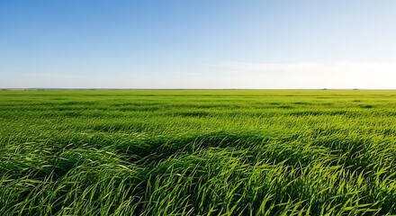 Fototapeta premium Vibrant green grass field under clear blue sky with sunny weather conditions