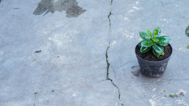Young Ficus Microcarpa Plant in Black Pot with Rain Droplets on Concrete Surface