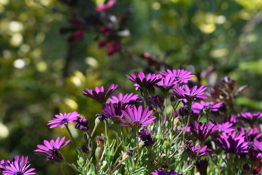 Fleurs d'ost&eacute;ospermum dans un jardin en Bretagne