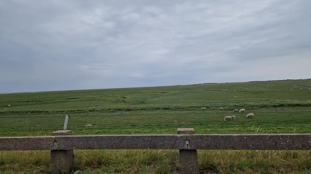 Sheep Grazing on Coastal Dike near Ribe, Denmark, Wadden Sea Region