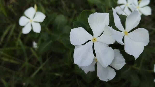 Fresh blooming Madagascar Periwinkle or Tapak Dara (Catharanthus roseus) in a garden