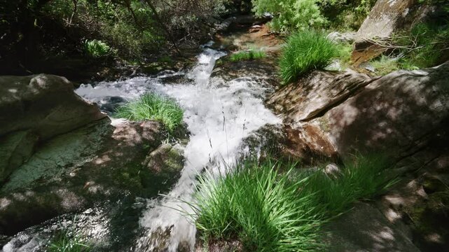 Pure freshwater cascading down a rocky streambed in a verdant forest, with bright green grass growing on the banks and sunlight dappling through the leaves, creating a peaceful scene