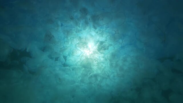 View from bellow of big cluster of moon jellyfish floating beneath water's surface against blue sky and bright sun, backlit by sunrays. Mass of medusas drifting through sea in sunshine, bottom view
