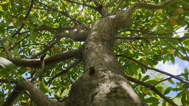 Sengon Buto (Enterolobium cyclocarpum) has dense leaves. This tree is native to tropical Mexico and South America