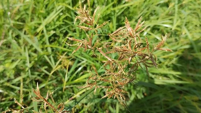 Close up of Cyperus rotundus, also known as Nutgrass, Nutsedge, or Purple Nutsedge. Suitable for agricultural weed and herb concepts.