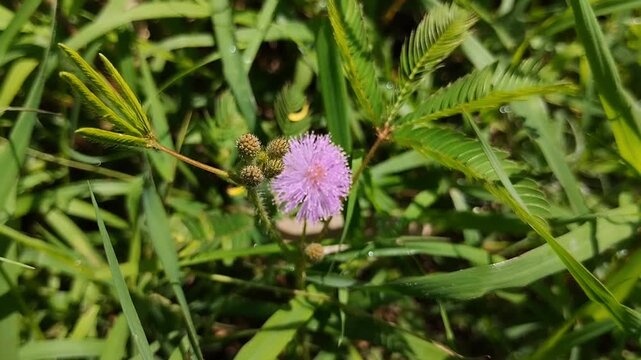 Mimosa pudica (Sensitive Plant) flower blooming in the garden. Although often considered a weed, Mimosa pudica has various traditional and pharmacological health benefits