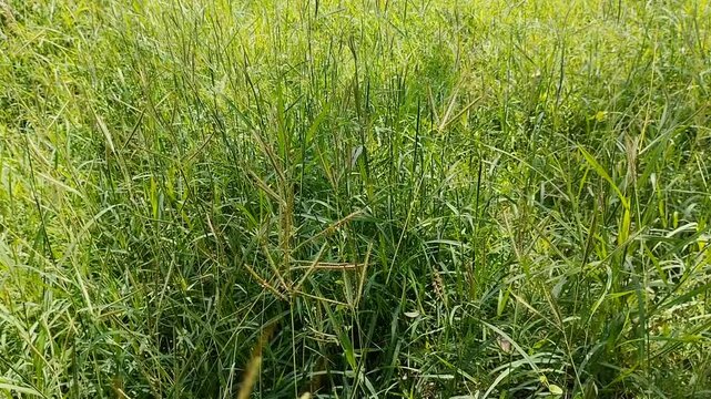 Wild grass field for alternative livestock forage. Green nature background with sunlight, suitable for agriculture and animal husbandry themes
