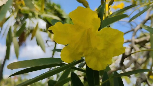 Bright yellow Tabebuia or Trumpet Tree or Golden Trumpet Tree (Tabebuia aurea or Handroanthus chrysotrichus) flowers bloom under the blue sky