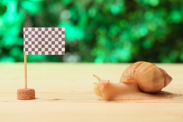 Racing snail near finish flag on wooden table outdoors © Pixel-Shot