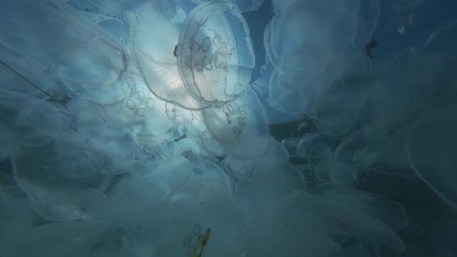 POV shot: Swimming through multitude of Moon jellyfish beneath surface of water, their translucent bodies illuminated by bright midday sun against blue sky, backlit by sunshine, close-up
