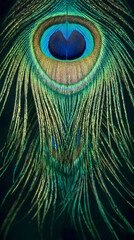 Obraz premium Vertical Macro of Peacock Feather Filaments and Eye with Shimmering Green and Blue Hues