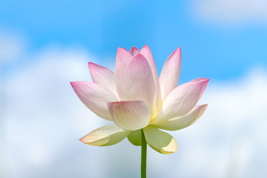 夏の澄み渡る青空を背景に美しく咲き誇るピンク色の蓮の花。清らかさと仏教的な静寂を感じさせる縦位置の自然風景写真素材。