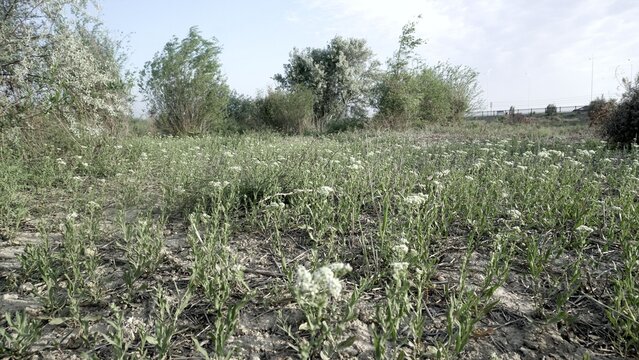 Low-angle close-up of white Yarrow flowers in the Tugai forest by the Syr Darya river, Kyzylorda.