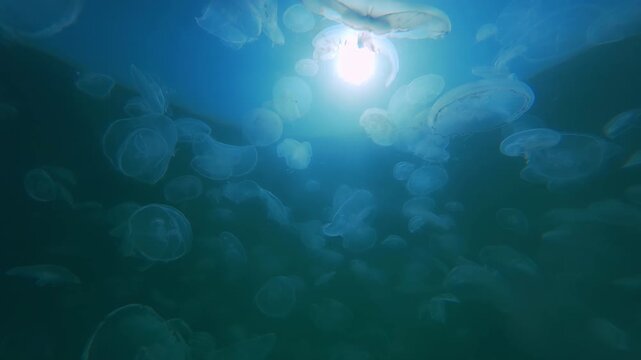 Big group of moon jellyfish drifts in sea current against water's surface under bright sunshine, backlighting by sunrays. Cluster jellies floats underwater against brightly sun and blue sky background