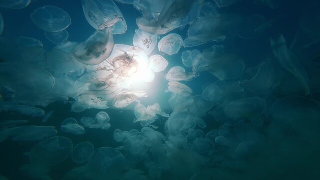 Moon jellyfish (Aurelia aurita) drifting in tight cluster just under surface. View from below sunbursts to pierce massive, overlapping layers of translucent marine jellies bloom, backlight by sunbeams
