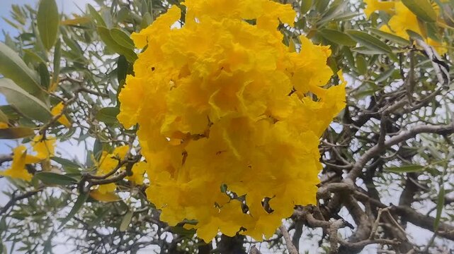 Bright yellow Tabebuia or Trumpet Tree or Golden Trumpet Tree (Tabebuia aurea or Handroanthus chrysotrichus) flowers bloom under the blue sky