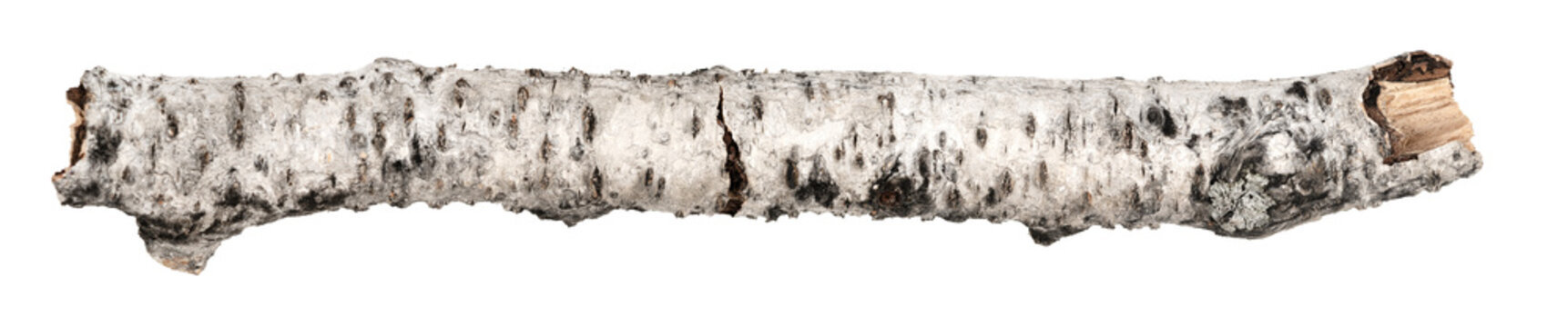 piece of birch driftwood isolated white background.  piece of a broken tree branch. brushwood. wooden stick