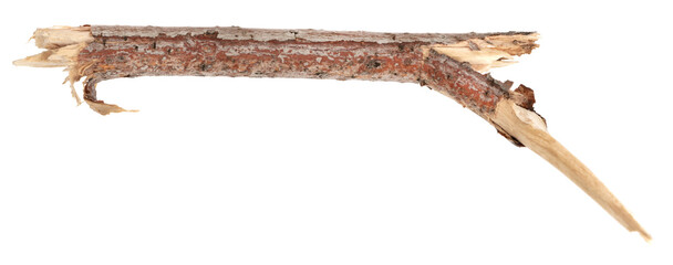 Fototapeta premium piece of driftwood isolated white background. piece of a broken tree branch. brushwood. wooden stick