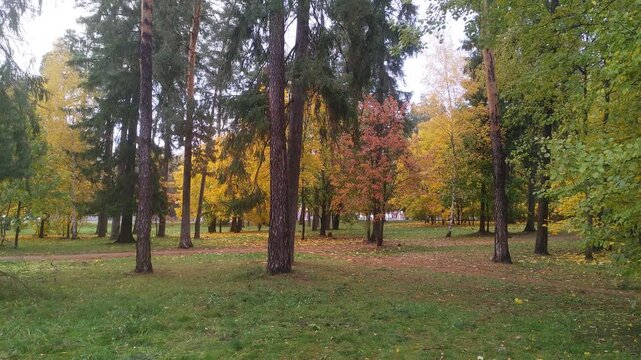 Dirt walkways pass through the grassy lawns of the park. Maples and other deciduous trees growing next to pine and spruce trees are covered with yellow and red leaves. Cars are driving. Cloudy autumn