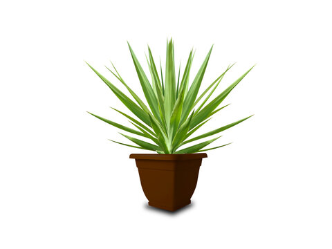 Yucca gloriosa or Spanish dagger pot plant isolated on a white background